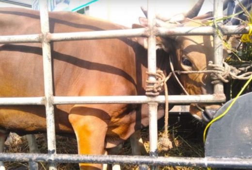 Hewan Kurban di Tanjung Pinang Diperiksa Ketat dan Diberi Label - GenPI.co KEPRI
