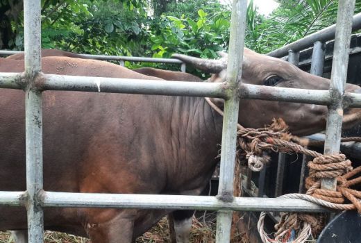 Satgas PMK Minta Warga Bintan Diimbau Tak Paksakan Berkurban - GenPI.co KEPRI