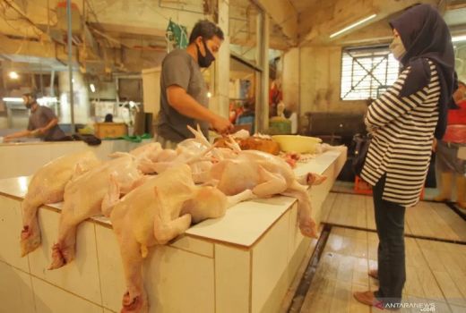 Singapura Krisis Daging Ayam, BRIN Dorong Kepri Jadi Penyuplai - GenPI.co KEPRI