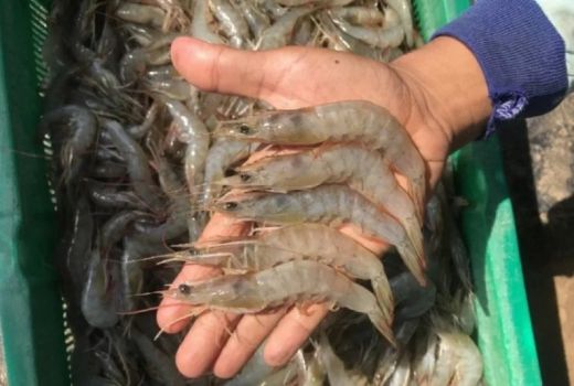 Cara Makan Seafood Tanpa Khawatir Kolesterol Naik, Wajib Coba! - GenPI.co KEPRI