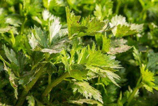 5 Obat Darah Tinggi Alami, Hipertensi Langsung Terkontrol - GenPI.co KEPRI