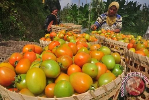 5 Manfaat Tomat untuk Kesehatan, Ternyata Dahsyat! - GenPI.co KEPRI