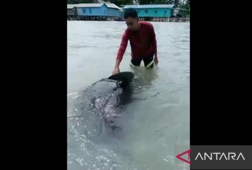 Seekor Paus Terdampar di Natuna, Nasibnya Kini - GenPI.co KEPRI