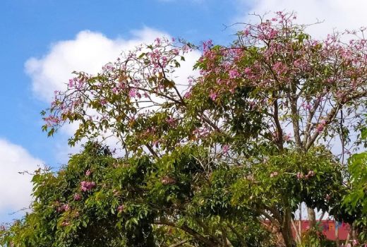 Tabebuya, Bunga Sakura di Kawasan Batamindo Mulai Bermekaran - GenPI.co KEPRI