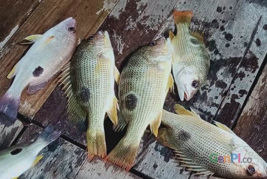 Makan Ikan Turunkan Risiko Stroke dan Gagal Jantung, Benarkah? - GenPI.co KEPRI