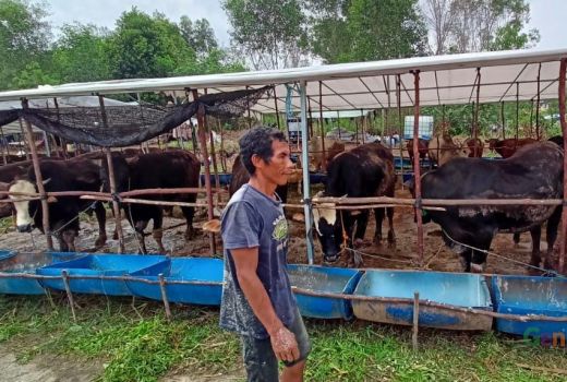Batam Dilarang Datangkan Hewan Kurban Lagi dari Lampung - GenPI.co KEPRI