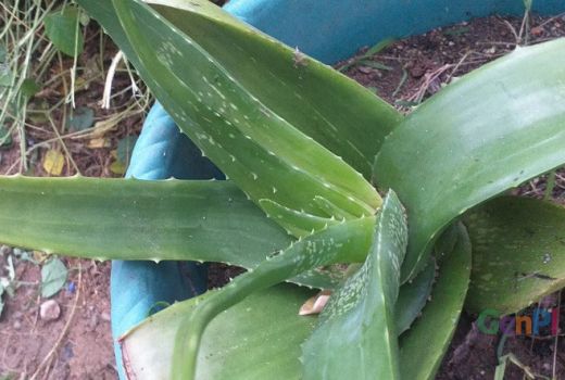 Obat Alami untuk Radang Gusi, Ampuh Atasi Rasa Sakit - GenPI.co KEPRI