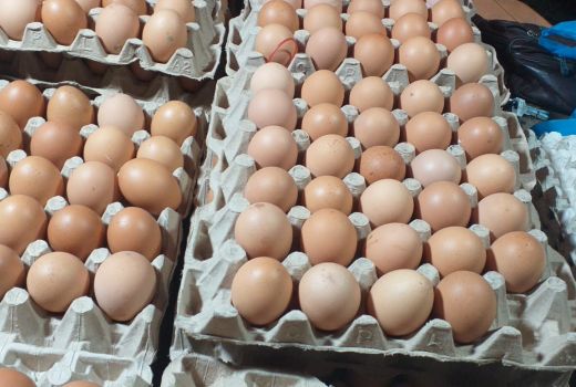 Produksi Telur Ayam di Tanjungpinang Surplus - GenPI.co KEPRI