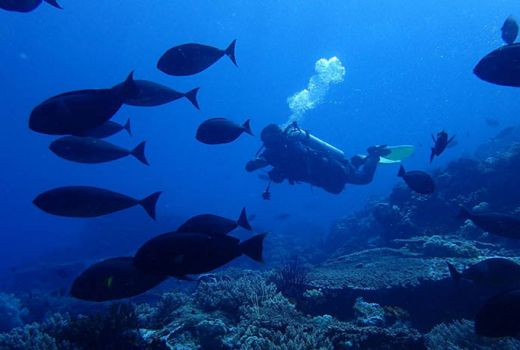 Pinisi Wonderful Indonesia Jaring Diver Malaysia - GenPI.co