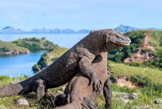 Pulau Komodo Masuk Daftar 10 Destinasi Terbaik Asia - GenPI.co