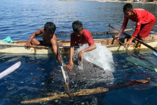 Di Gorontalo, Ada Hiu Paus Bernama Susi Pujiastuti - GenPI.co