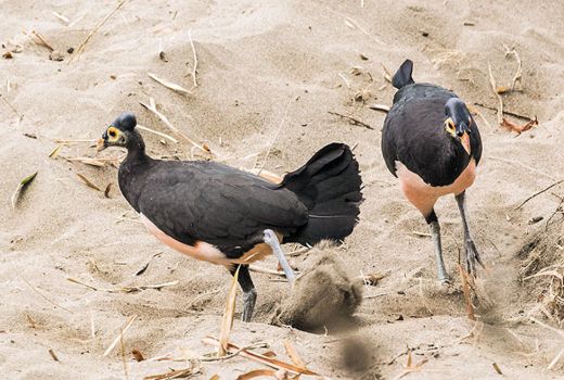 Melihat Maleo di Hungayono - GenPI.co