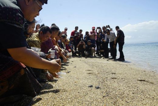 Lucunya Anak Penyu Yang Dilepas Menpar di Sanur Village 2018 - GenPI.co