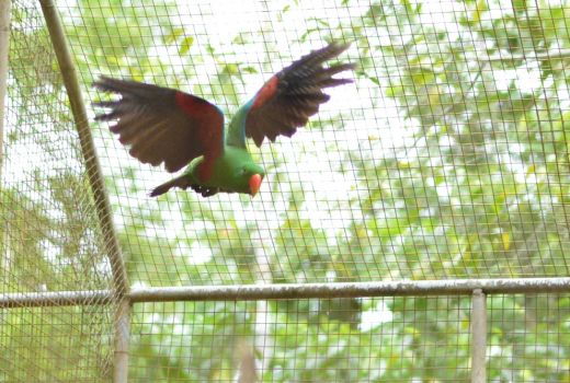 Burung-burung Cantik ini Tetanggaan dengan Anggrek Langka - GenPI.co