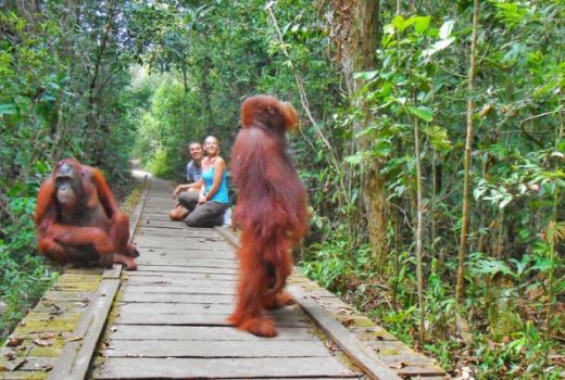 Tanjung Puting Diusulkan jadi 'Bali Baru' Ke-11 - GenPI.co