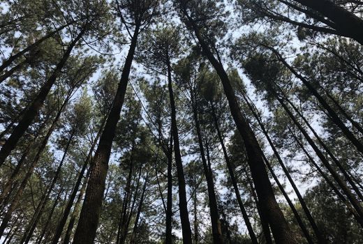 Menikmati Ketenangan di Hutan Pinus Pancar - GenPI.co