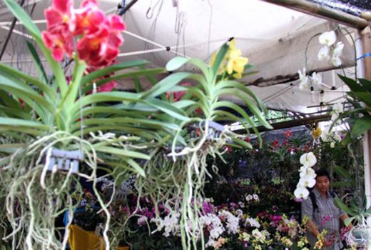 Yuk, Tonton Jakarta Flora Fauna Carnaval Festival - GenPI.co