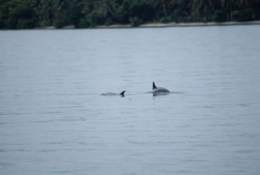 Tamu Tak Diundang Kejutkan Wisatawan di Kofiau, Raja Ampat - GenPI.co