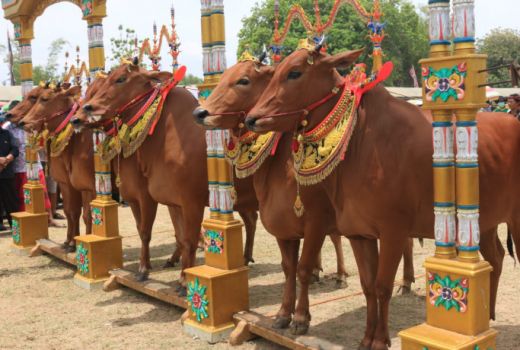 Festival Sape Sono Bikin Takjub Wisatawan Asing  - GenPI.co