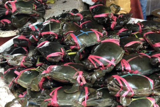 Berburu Ikan di Pasar Muara Angke Jakarta. - GenPI.co