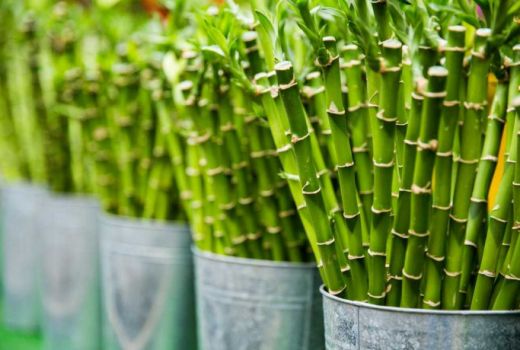 Bambu, Filosofi Perjalanan Persatuan Antar KORPRI - GenPI.co