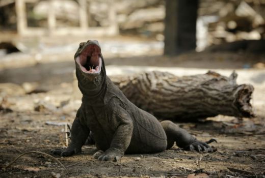 SDM Taman Nasional Komodo Ditingkatkan Melalu Bimtek - GenPI.co