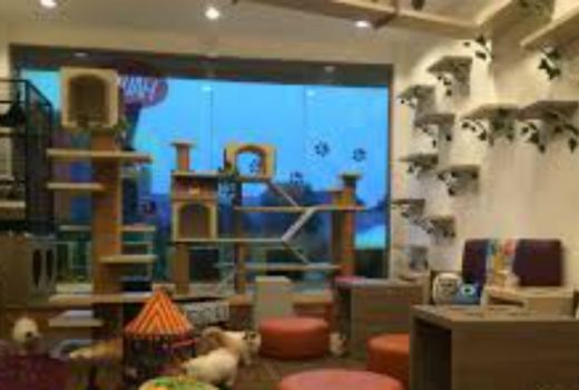 Lucu dan Menggemaskan, Cafe Ini Menghadirkan Puluhan Kucing - GenPI.co