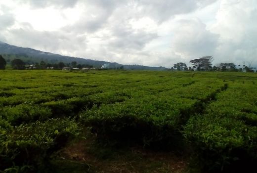 Pagaralam Heritage Trail 2018, Gunung Dempo Jadi Penyejuk - GenPI.co