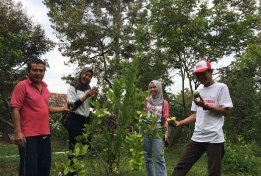 Melihat dari Dekat Wisata Petik Buah di Blora - GenPI.co