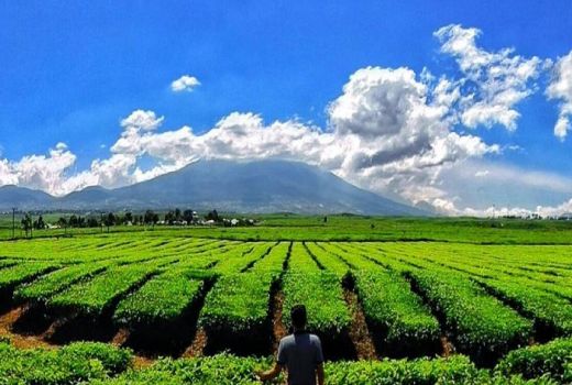 Teh Terbaik Dunia Ada di Jambi - GenPI.co