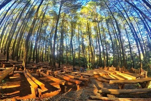 Spot Terbaik di Hutan Pinus Yogyakarta - GenPI.co