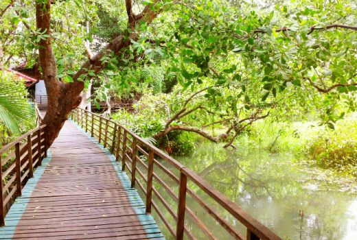 Muara Angke, dari Hutan Sampah Berubah Menjadi Hutan Bakau - GenPI.co