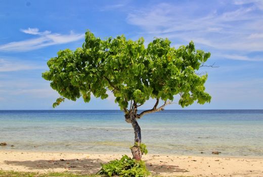 Melihat Antraksi Lumba-lumba di Pantai Tanjung Waka - GenPI.co