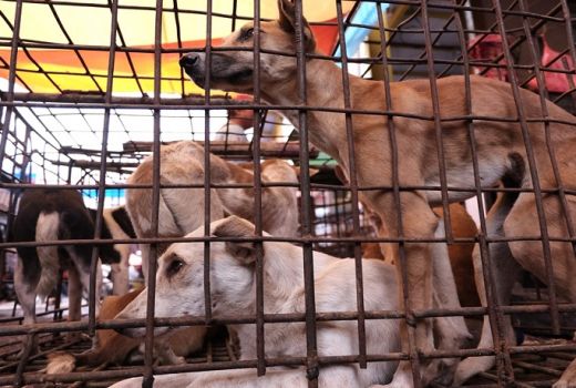 Warganet Serukan Rayakan Natal Tanpa Daging Anjing - GenPI.co