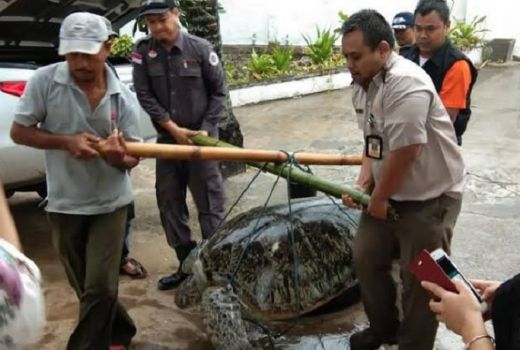 Puluhan Penyu Terdampar Akibat Tsunami di Tanjung Lesung - GenPI.co