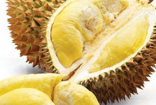 Durian Kualitas Terbaik Indonesia - GenPI.co