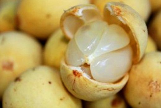 Duku Palembang Bukan dari Palembang - GenPI.co
