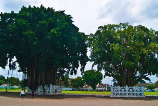 Mitos Beringin Kembar Yogyakarta Bikin Penasaran Wisatawan - GenPI.co
