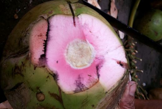 Memburu Kesegaran Kelapa Bibir Merah di Kota Palu - GenPI.co