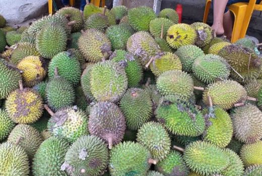 Sambut Pergantian Tahun dengan Musim Durian di Tonggolobibi - GenPI.co
