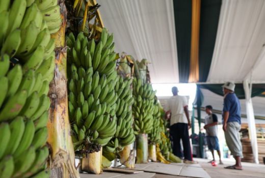 Pura Pakualaman Bersiap untuk Prosesi Tarub dan Majang - GenPI.co