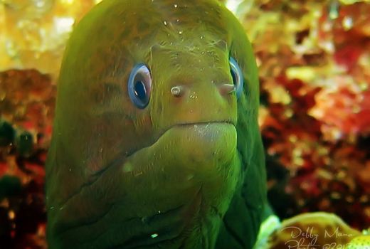 Taman Laut Olele Wisata Selam Kelas Dunia - GenPI.co