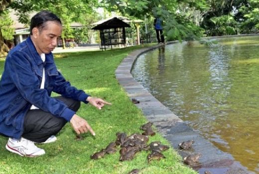 Ini Hewan Peliharaan Jokowi di Istana, Ada Kodok Juga, Loh - GenPI.co