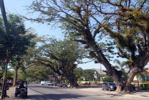 Menambah Pesona Kota Gorontalo dengan Penghijauan - GenPI.co