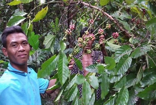 Yuk, Wisata Kebun Kopi dan Gula Aren - GenPI.co