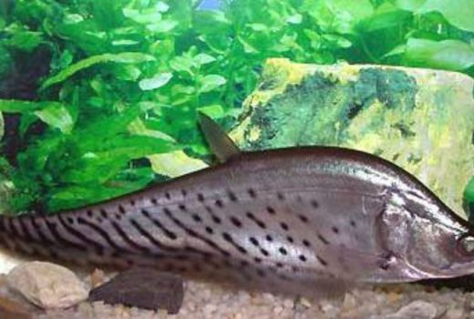 Ternyata, Ikan Langka ini Simbol Kota Palembang - GenPI.co