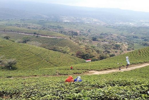 Wisata Kebun Teh, Peninggalan Zaman Belanda di Karanganyar - GenPI.co