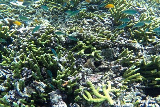 Siasati Low Season, Banyuwangi Rilis Hot Deals - GenPI.co