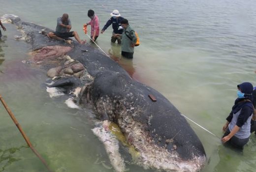 Kenapa Ikan Doyan Makan Sampah Plastik? - GenPI.co