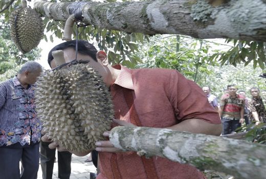Momi, Varian Durian Baru Andalan Agrowisata Semarang - GenPI.co